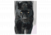 Tableau à peindre soi-même Black Panther 134884 additionalThumb 7