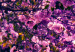 Tableau tendance Avenue violette 50035 additionalThumb 4