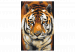 Numéro d'art Asian Tiger 127156 additionalThumb 7