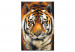 Numéro d'art Asian Tiger 127156 additionalThumb 6