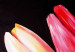 Toile murale Tulipes sur fond noir 48688 additionalThumb 4