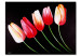 Toile murale Tulipes sur fond noir 48688