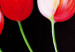 Toile murale Tulipes sur fond noir 48688 additionalThumb 3