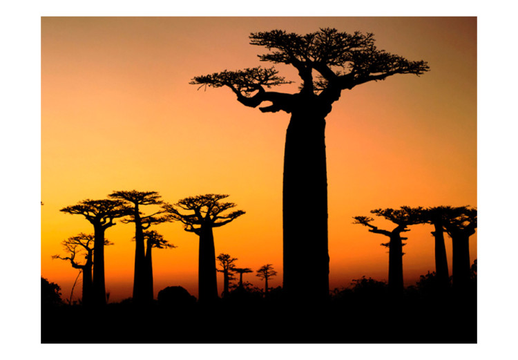 Papier peint Baobabs africains 61398 additionalImage 1